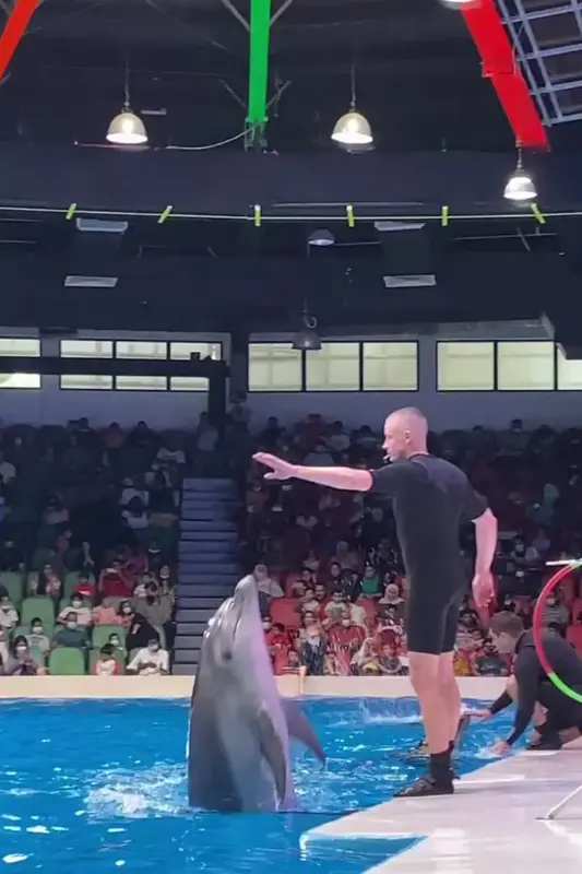 Dubai Dolphinarium (Dubai Dolphin Show)