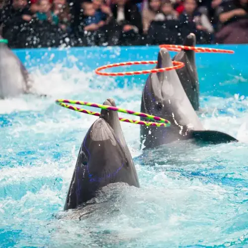 Dubai Dolphinarium (Dubai Dolphin Show)