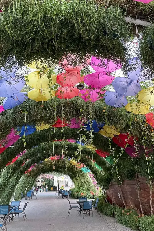  Dubai Butterfly Garden