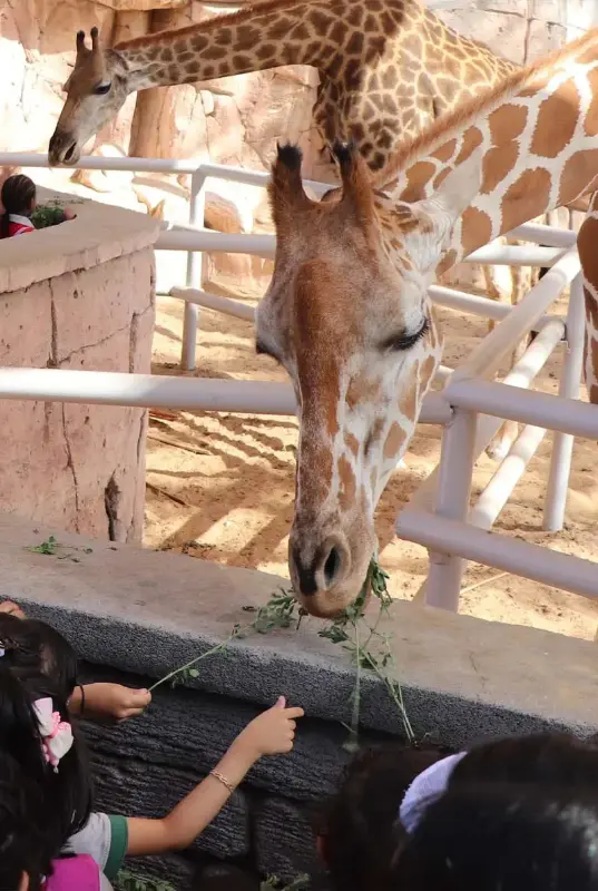 Emirates Park Zoo & Resort
