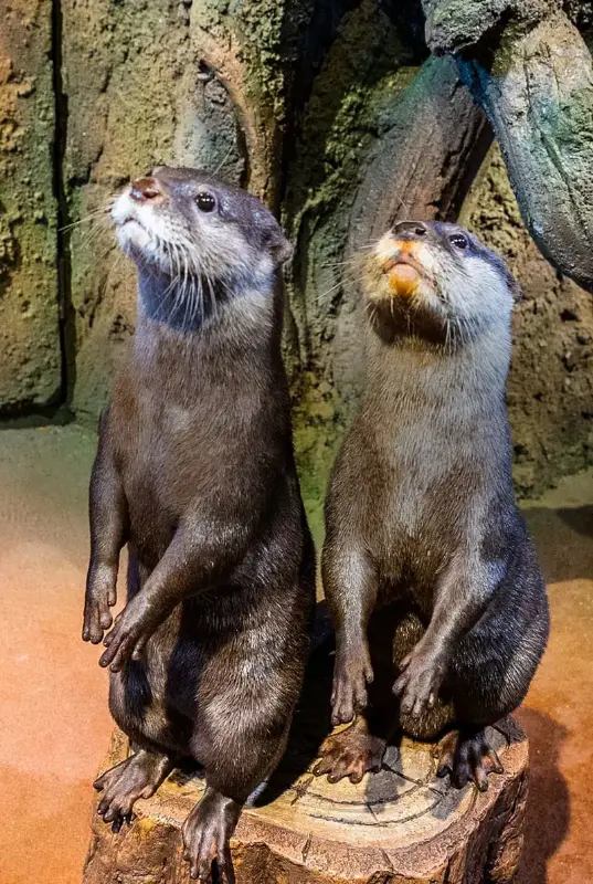 Dubai Aquarium and Underwater Zoo Otter Encounter