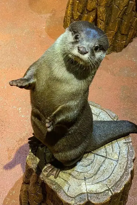 Dubai Aquarium and Underwater Zoo Otter Encounter