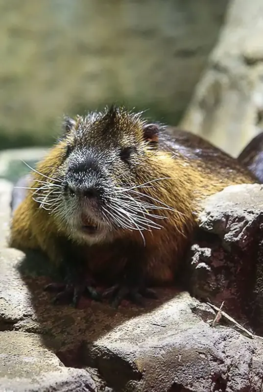 Dubai Aquarium and Underwater Zoo Otter Encounter