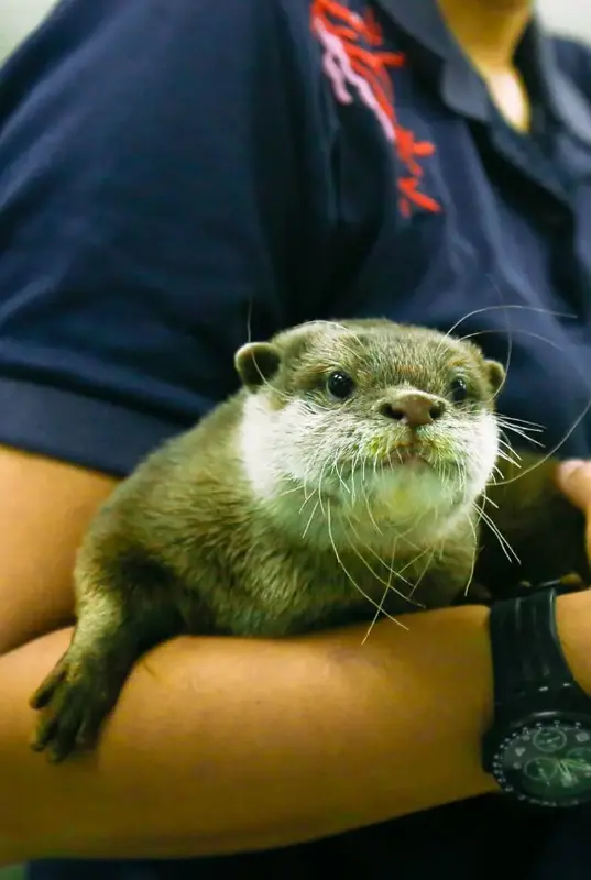 Dubai Aquarium and Underwater Zoo Otter Encounter